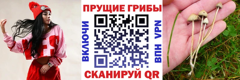 OMG как зайти  Сертолово  Галлюциногенные грибы мухоморы  цены наркотик 
